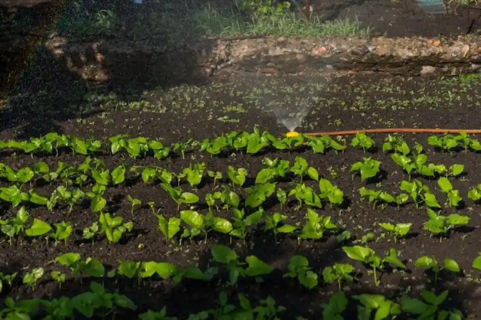 Humic Acid Supplier in Tripura: Enhancing Agr..