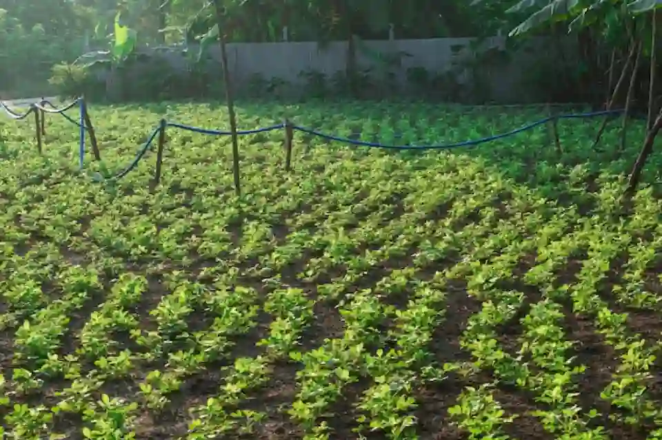 Humic Acid Supplier in Telangana: Unleashing ..