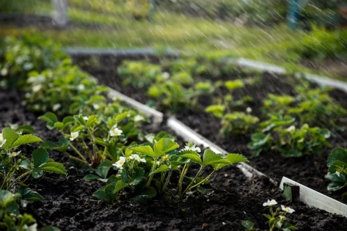 Humic Acid Supplier in Tadpatri: Enhancing Ag..