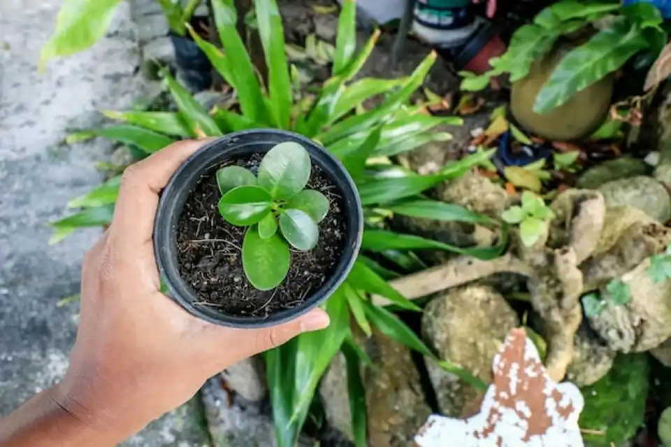 Humic Acid Supplier in Sheopur: Boosting Crop..