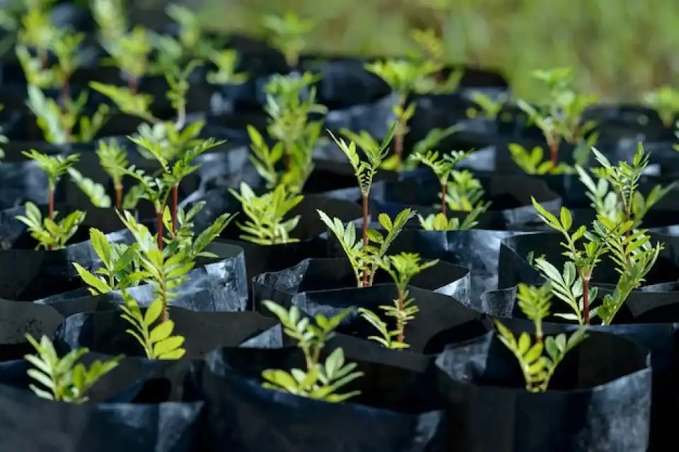 Humic Acid Supplier in Saraikela Kharsawan: N..