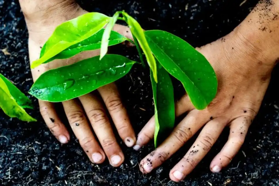 Humic Acid Supplier in Ratlam: Nurturing Sust..
