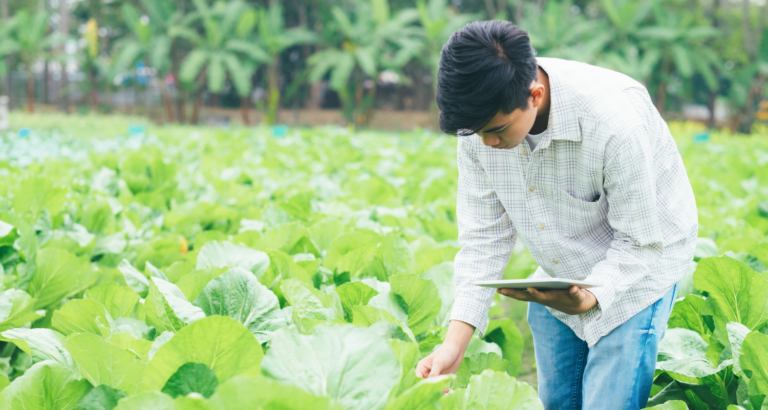 Potassium Humate 98 Uses in Agriculture
