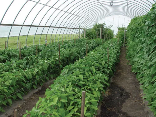 Humic Acid Supplier in Vadodara: Unlocking th..