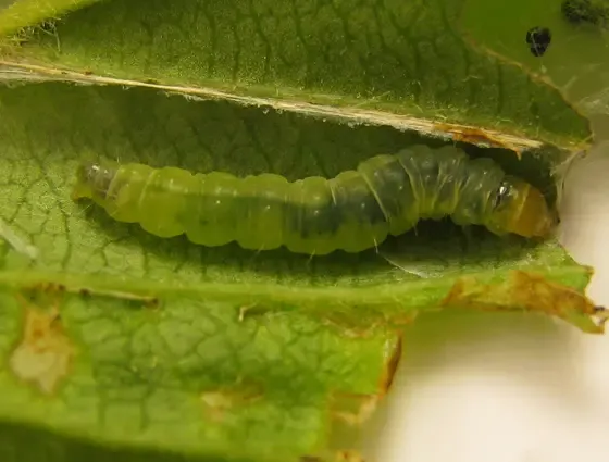 Bio Larvicides in Ariyalur: Effective Pest Co..