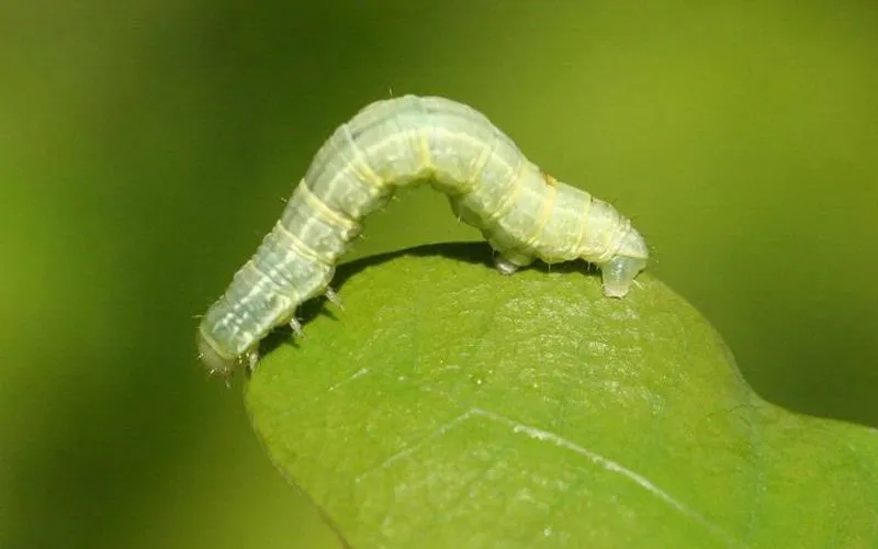 Best Bio Larvicide Supplier in Simdega: A Nat..