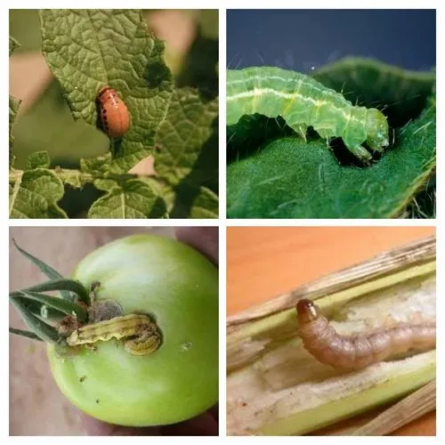 Best Bio Larvicide Supplier in Sivasagar: Nur..