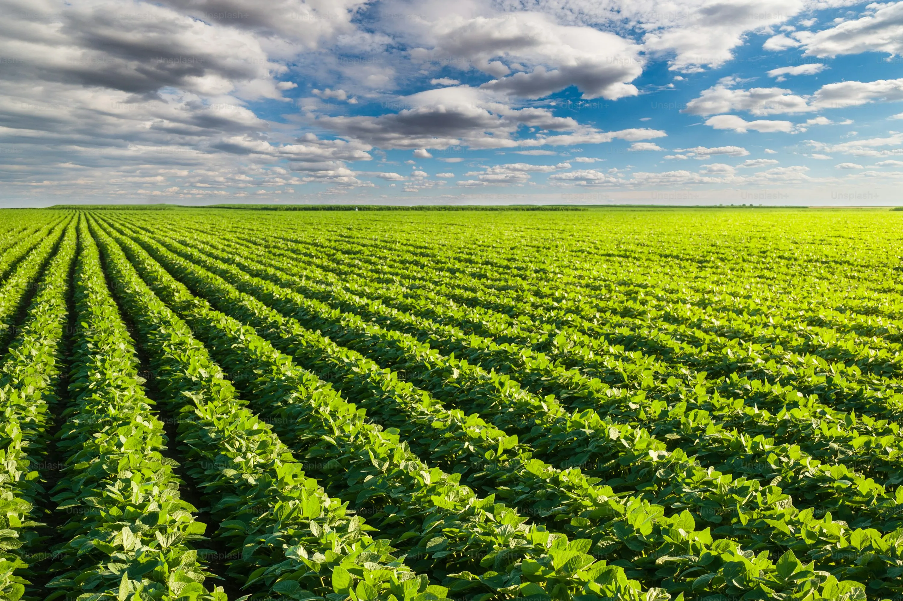 Humic Acid Supplier in Ranchi: Nurturing Agri..