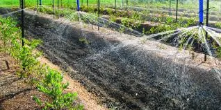 Nurturing Soil Health: The Leading Humic Acid..