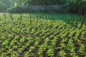 Revolutionizing Agriculture: Choosing the Bes..