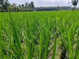 Exploring the Benefits of Bio Larvicides and ..