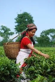 Humic Acid Supplier in Barpeta: Cultivating G..