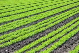 The Quest for Quality: Finding the Best Bio-L..