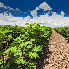 Paving the Way for Sustainable Agriculture: T..