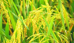 Unveiling the Best Bio Larvicide Supplier in ..