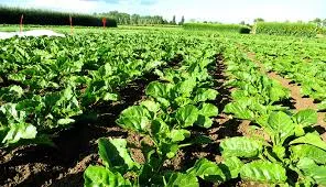 Choosing the Best Bio Larvicide Supplier in B..