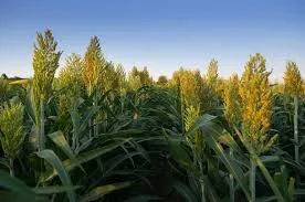 Best Bio-Larvicide Supplier in Chhattisgarh: ..