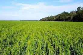 Best Bio Larvicides Supplier in Kursakanta fo..