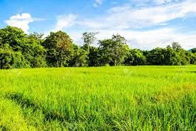 Best Bio Larvicide Supplier in Kushinagar for..