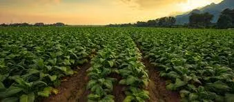 Best Bio-Larvicide Supplier in Lawngtlai: Eff..