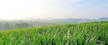 Best Bio Larvicide Supplier in North Goa