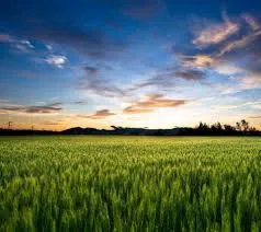 Best Bio-Larvicide Supplier in Saraikela-Khar..