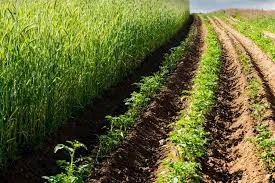 Best Bio-Larvicide Supplier in Serchhip: Safe..