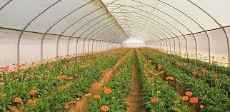 Humic Acid Supplier in Ambala: Nurturing Sust..