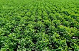 Humic Acid Supplier in Amethi: Nurturing Sust..