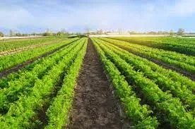 Humic Acid Supplier in Azamgarh: Empowering A..