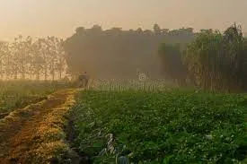 Humic Acid Supplier in Khagaria: Nurturing Ag..