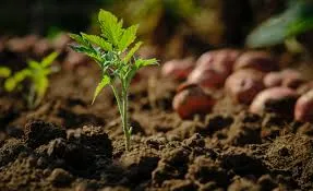 Humic Acid Supplier in Ludhiana: Enhancing Ag..