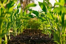 Humic Acid Supplier in Malappuram: Nurturing ..