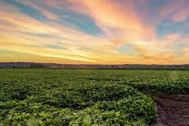 Humic Acid Supplier in Narpatganj: Nurturing ..