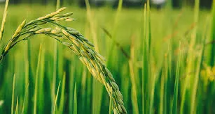 Humic Acid Supplier in Palasi: Cultivating Ex..