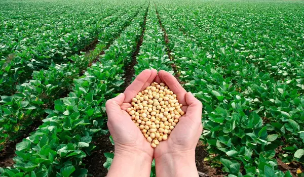 How do micronutrients impact crop quality and..