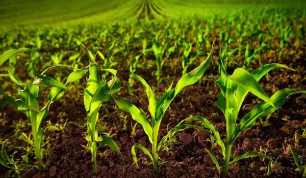 How does soil health affect farm success?
