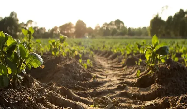 How does soil affect farm success?