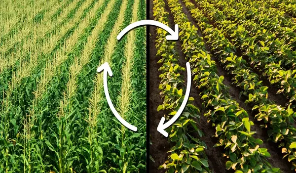 How does crop rotation help farmers?