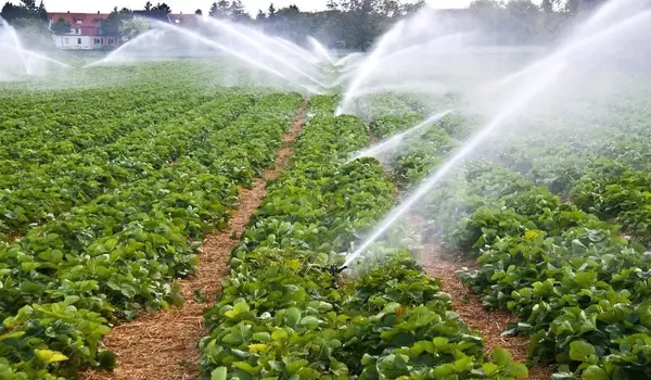 How Do Farmers Reduce Water Waste in Agricult..