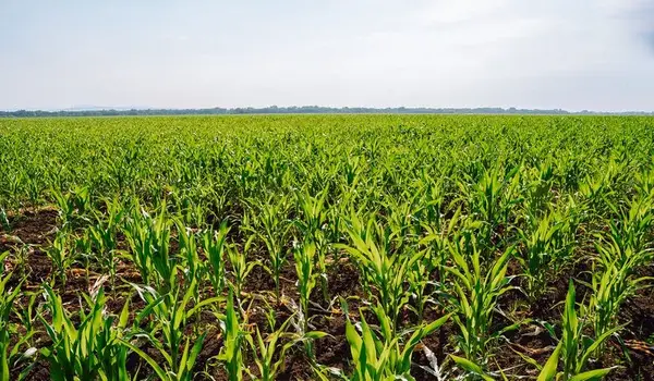 What Are the Benefits of Using NPK 12-32-16 f..