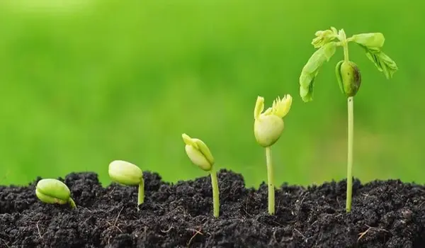 How Often Should Farmers Apply NPK 19-19-19 t..