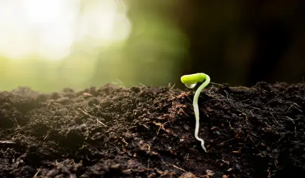 npk 20 20 20 का फसलों पर क्या प्रभाव होता है?