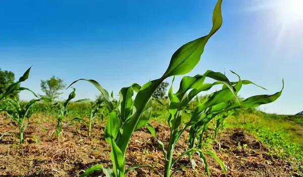 ट्राइकोडर्मा विरिडे (trichoderma viride) का उ..