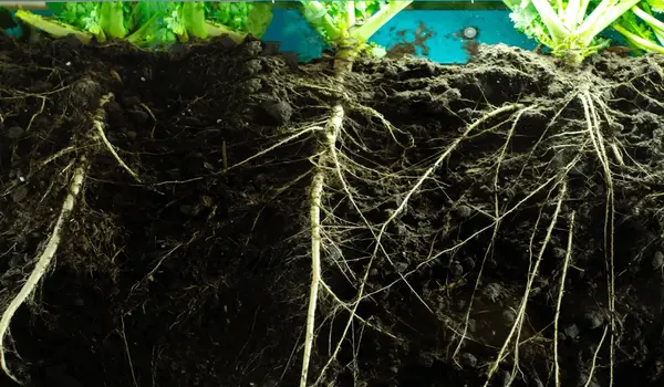 ट्राइकोडर्मा फंगीसायड (trichoderma fungicide)..