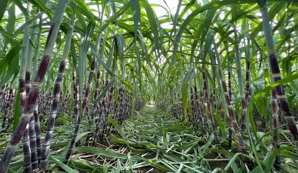 अमीनो एसिड (amino acid) का प्रभावी उपयोग और फ..