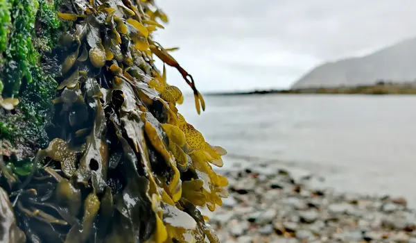 Unlocking Nature's Power: How Seaweed Fertili..