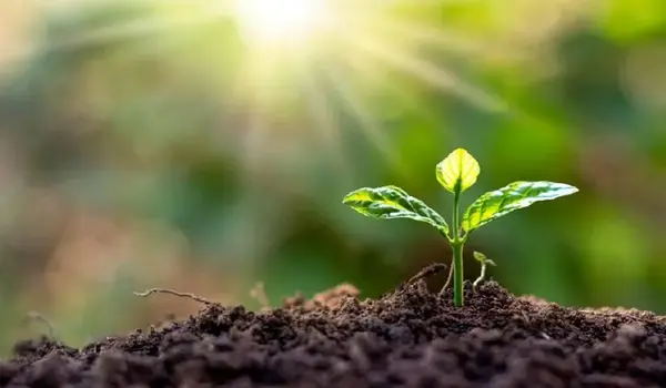 Amazing Ways Trichoderma Increases Your Crop ..