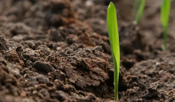 Choosing npk 00 00 50 for Modern Farming: Eff..