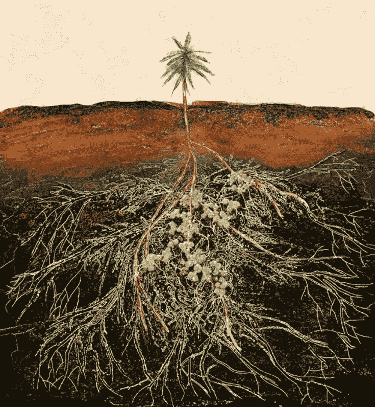 Grow Smarter with Rhizobium Biofertilizer: Ec..